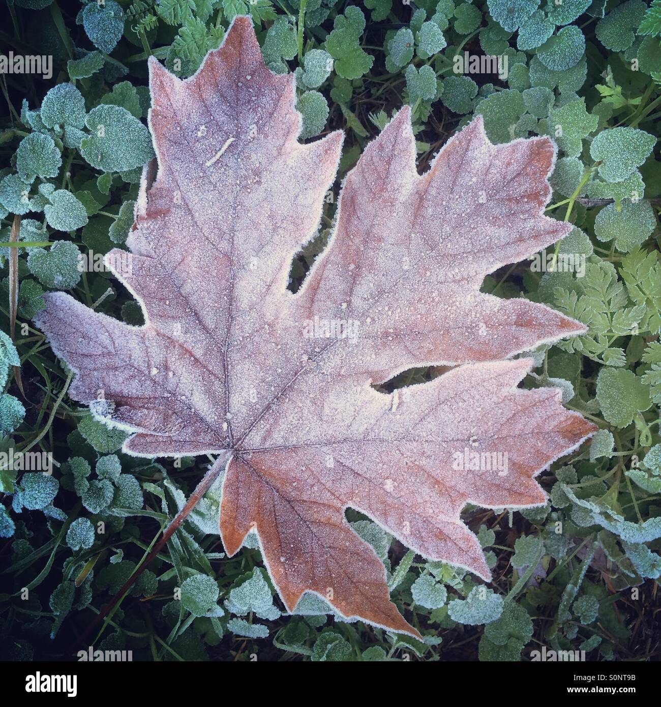 Bigleaf Maple, fallen leaf covered with frost in early morning, November, Seattle, Washington Stock Photo