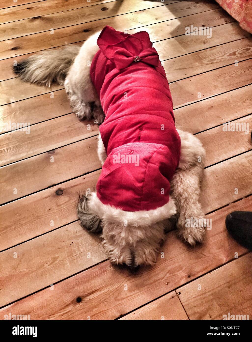 Sleepy Cocker doodle puppy wearing Santa outfit - Smartphone Captured Stock Image