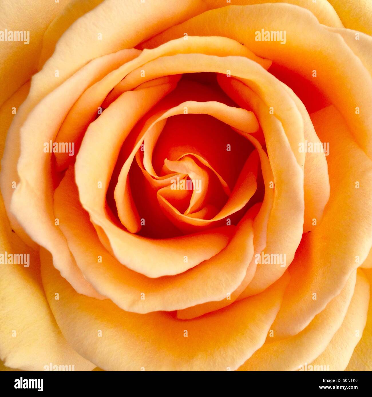 Rose flowering - Smartphone Captured Stock Image