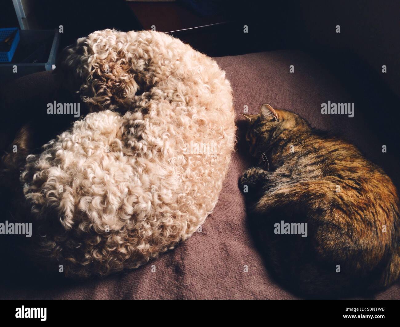 Cute cat and beautiful dog sleeping next to each other on the bed Stock