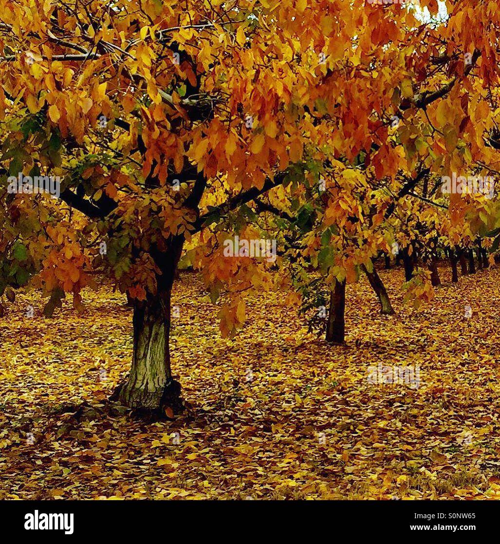 Walnut orchard in fall Stock Photo Alamy