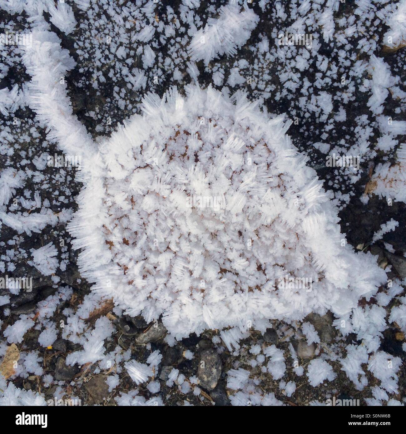 Hoarfrost on fallen leaf, first frost of November, Issaquah, Washington, black and white - Smartphone Captured Stock Image