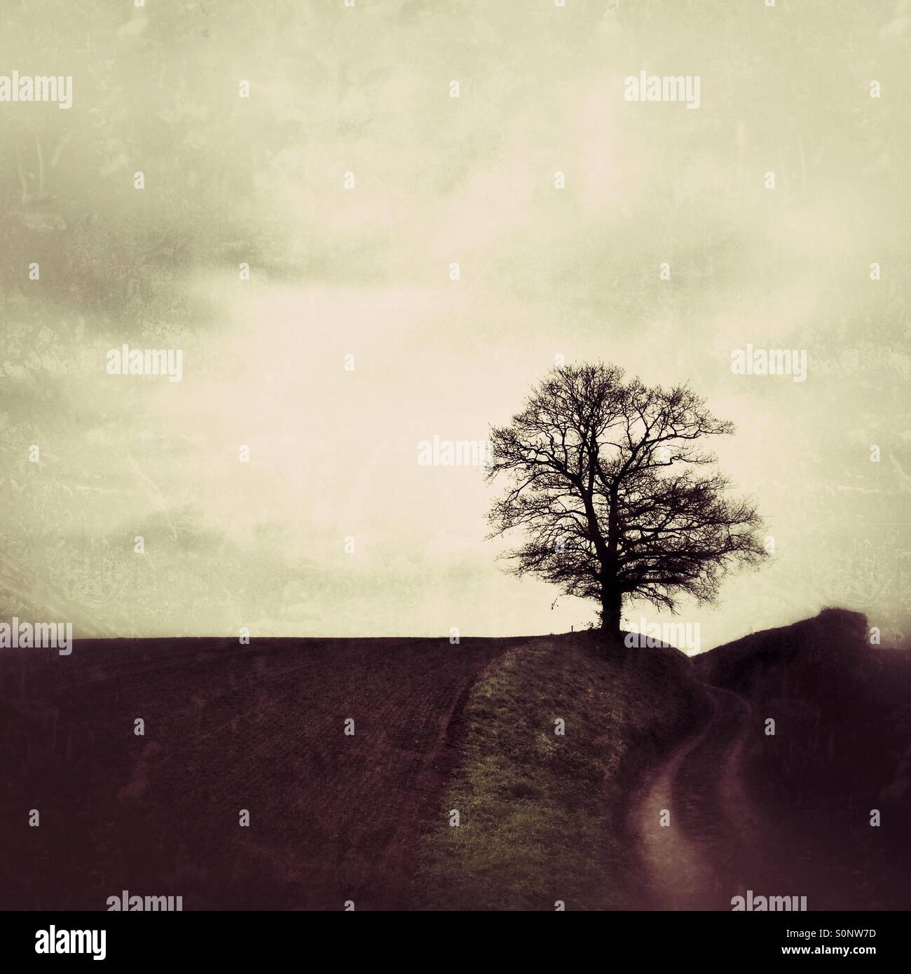 Solitary oak on a wet, windy November morning (grunge) Stock Photo