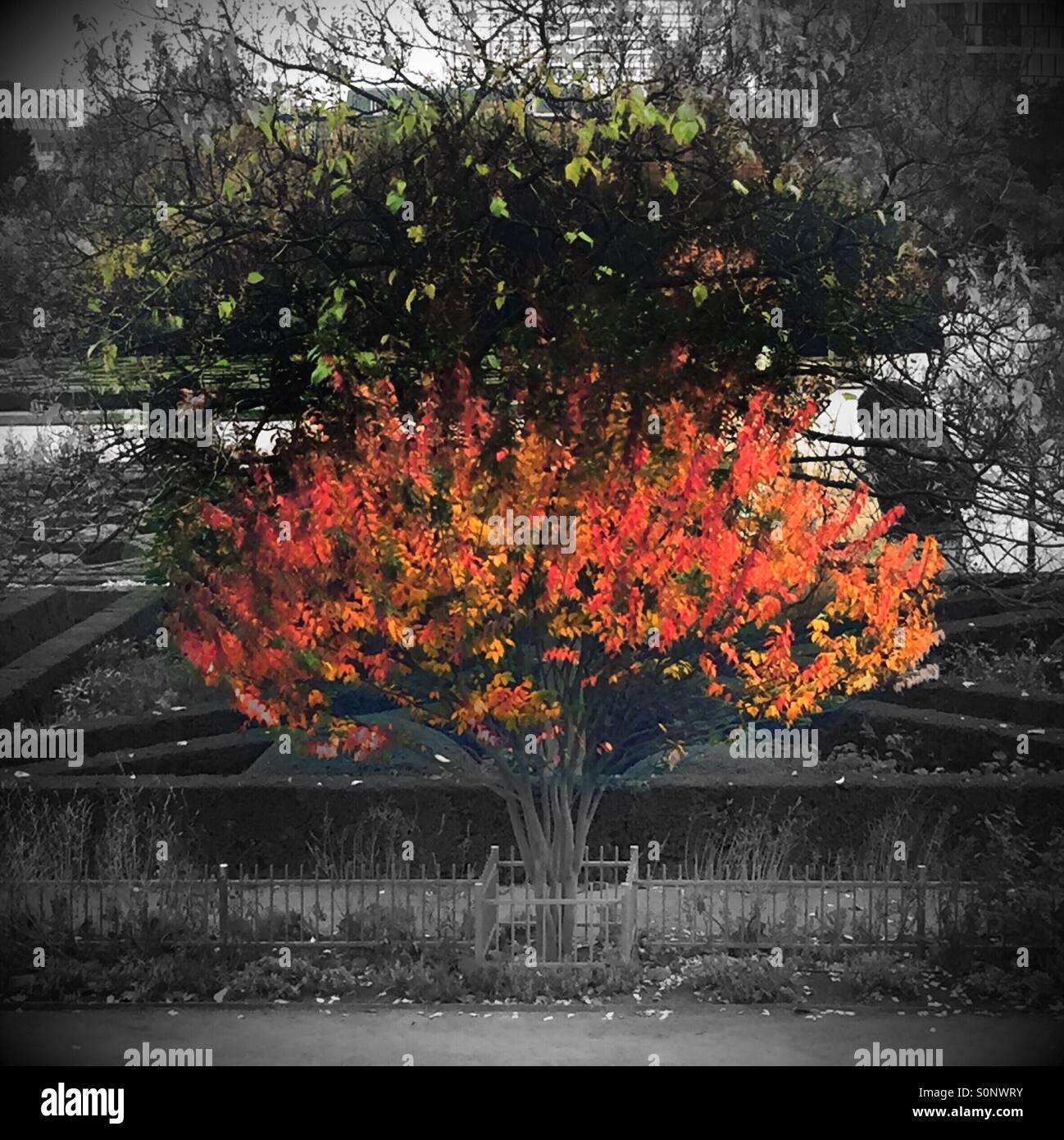 Trees in the autumn. Gradual decolorisation. - Smartphone Captured Stock Image