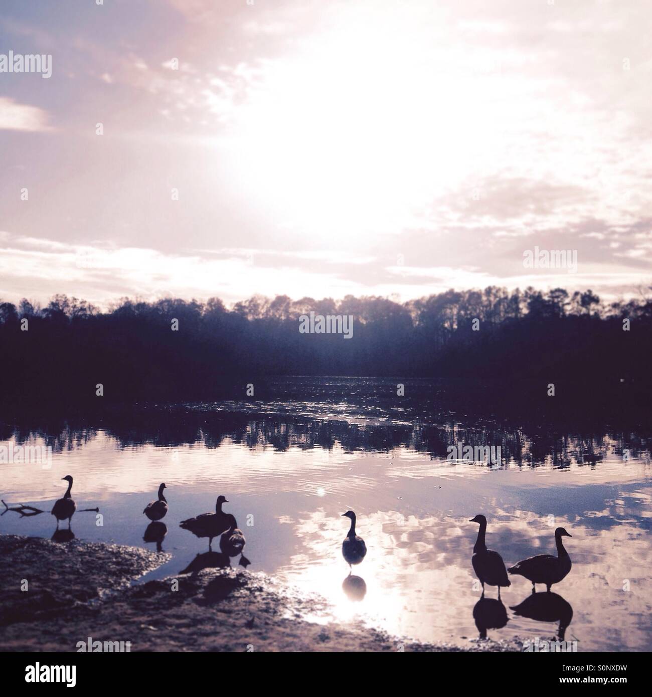 Geese on the lake at sunset. Bond park. Cary, North Carolina. Stock Photo