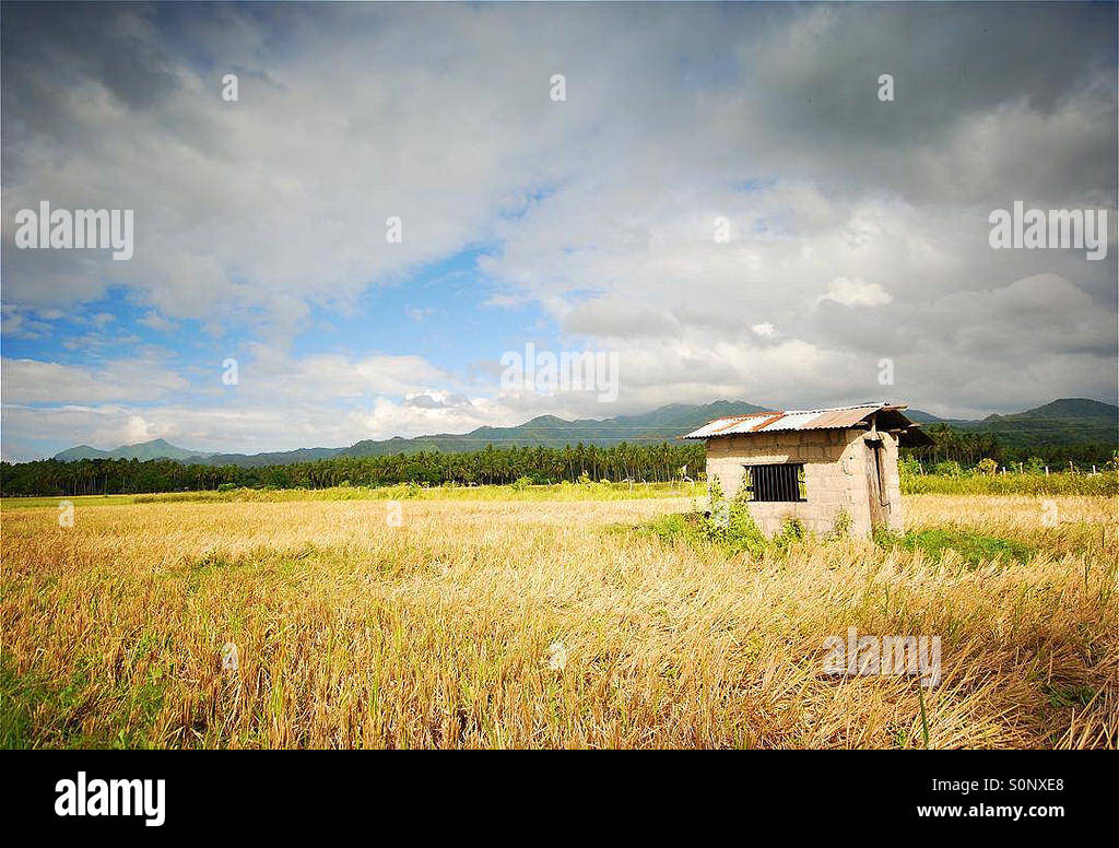 Rice field at Batangas, Philippines. Stock Photo