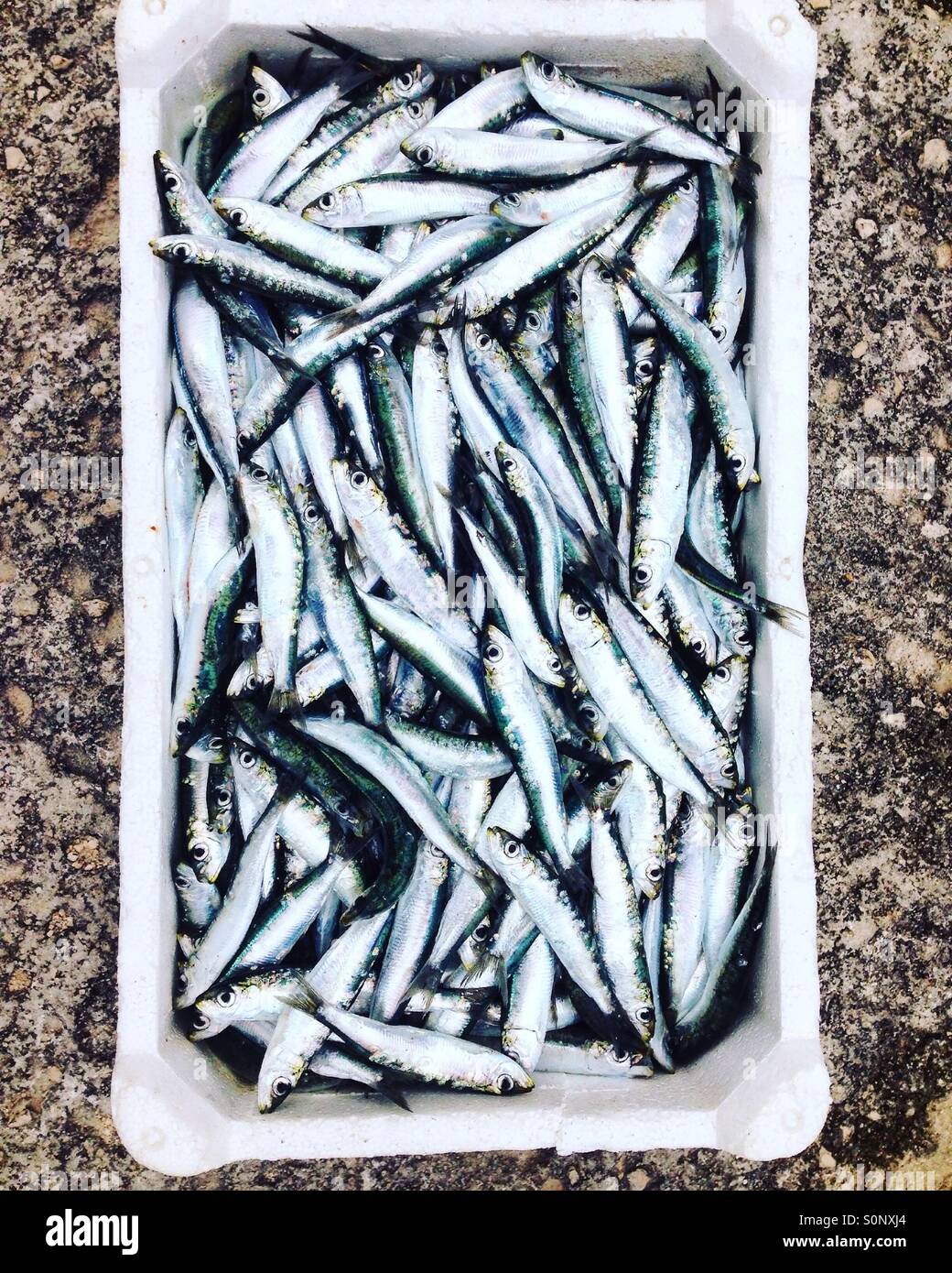 Sardines fish in container Stock Photo Alamy