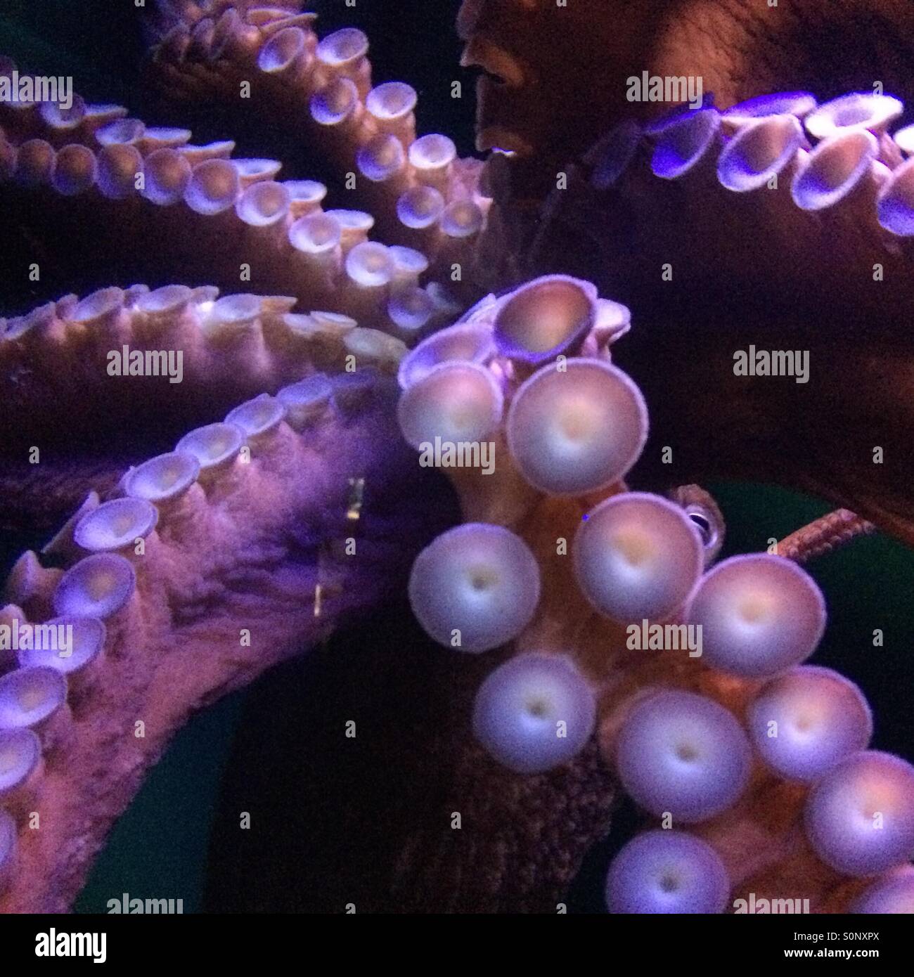 pacific octopus, Baltimore Stock Photo Alamy