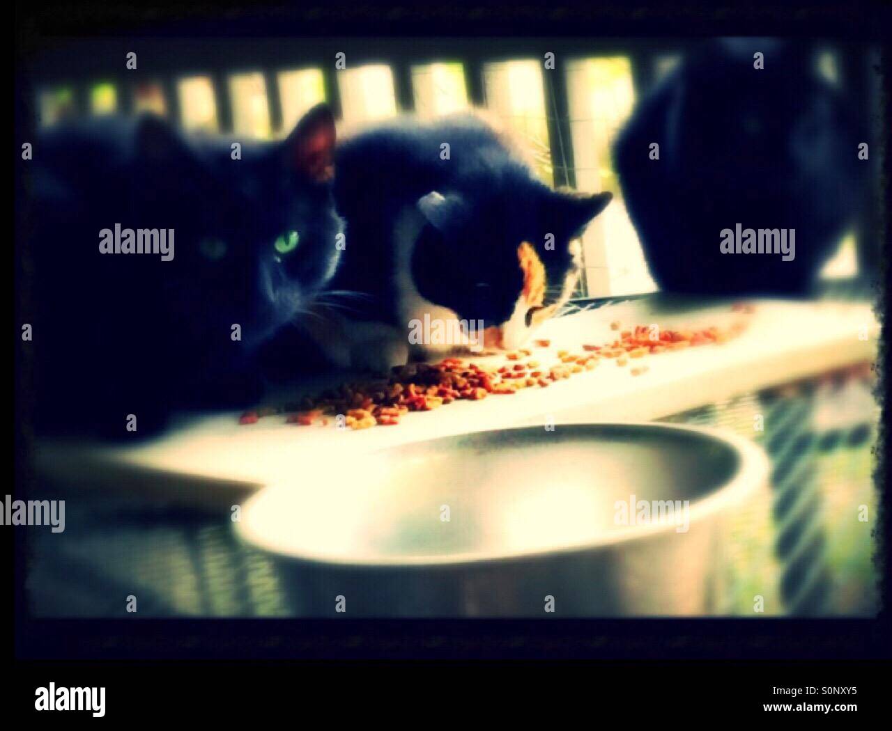 Calico cat eating food hires stock photography and images Alamy