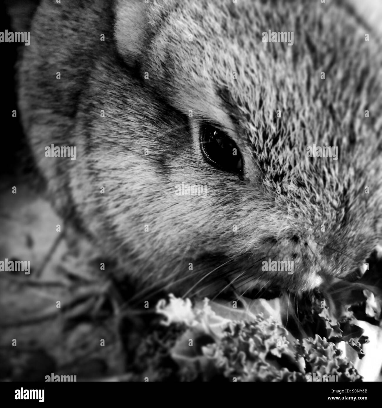 A baby rabbit eating kale. Stock Photo