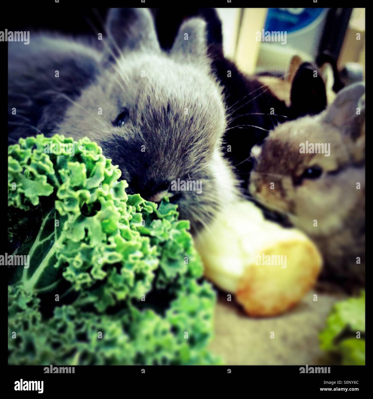 Baby rabbits eating kale. Stock Photo