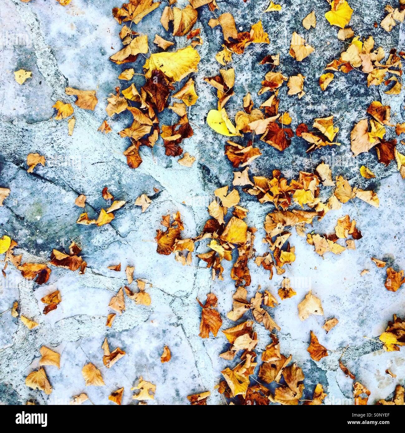 Leaves on stone top view Stock Photo