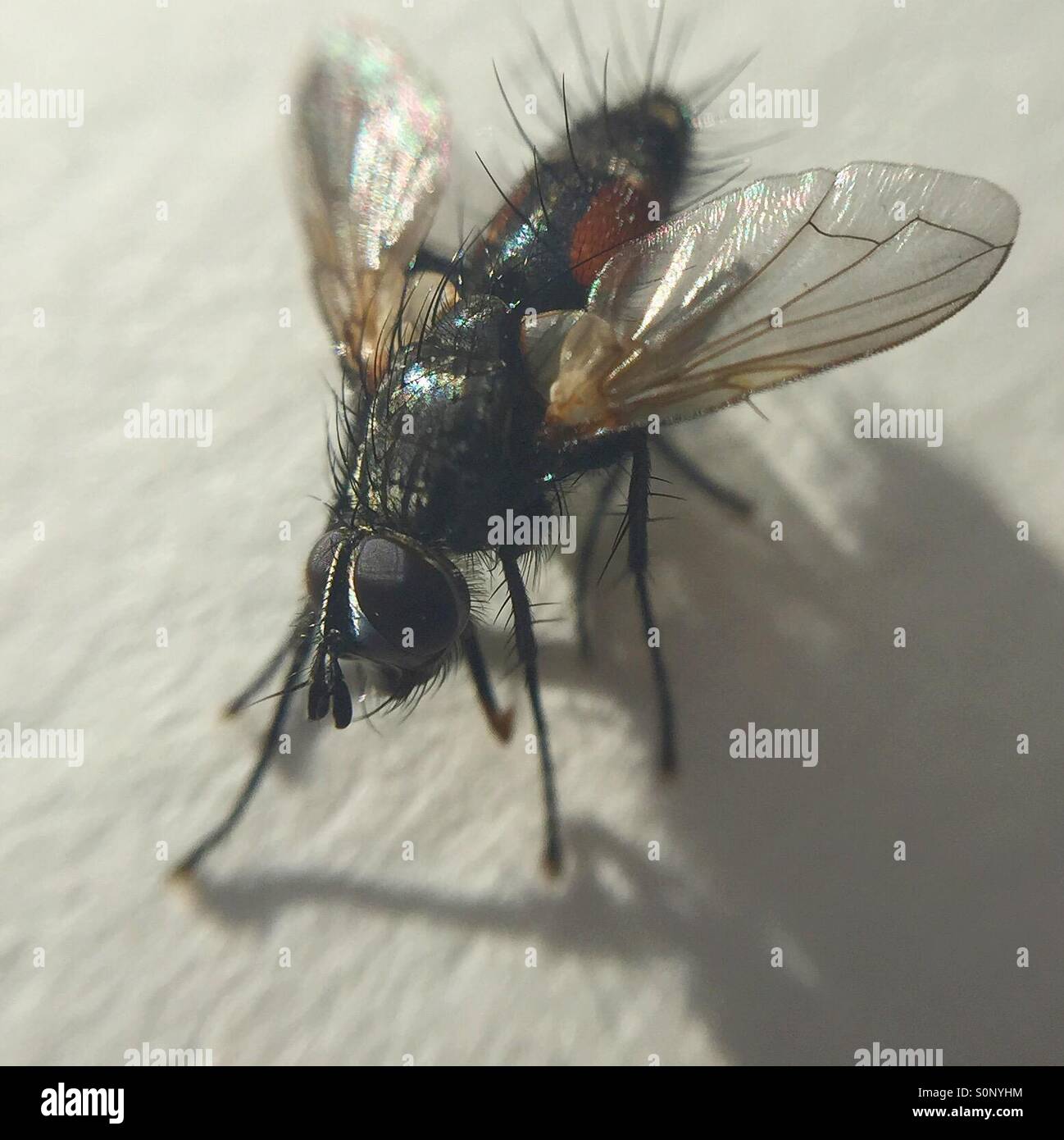 A dead fly on paper Stock Photo