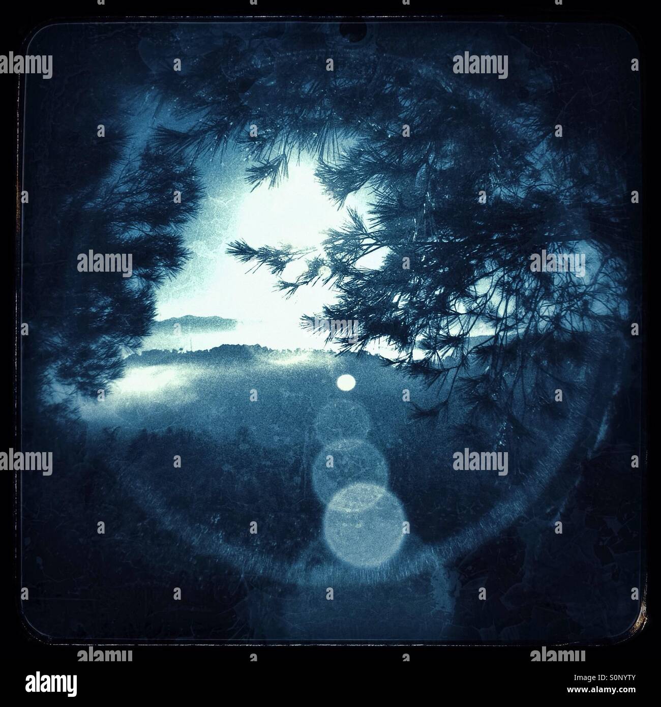 The Sun bursts through the pine trees with a misty mountain view, Catalonia, Spain. - Smartphone Captured Stock Image