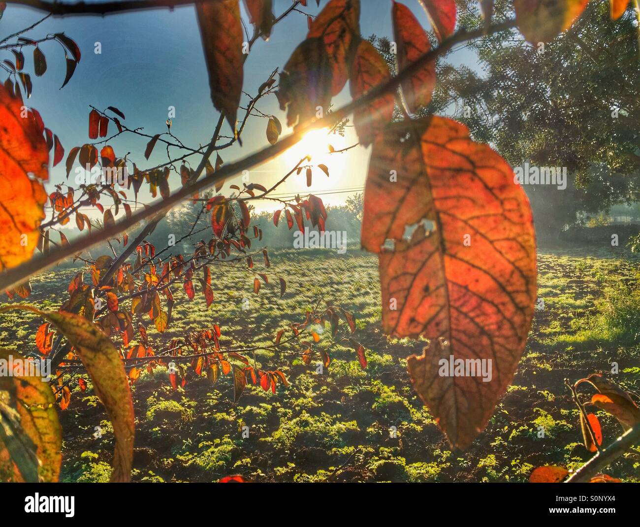 Autumn morning Stock Photo