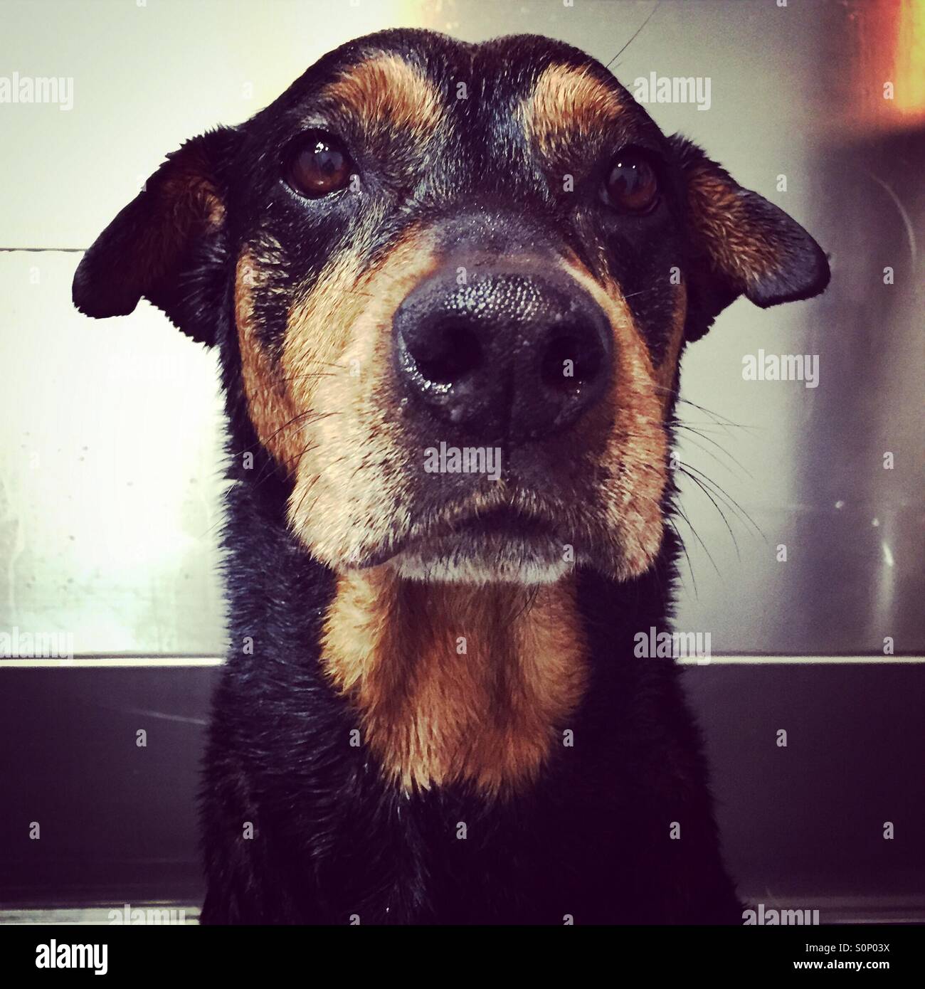 Dog getting a bath - Smartphone Captured Stock Image