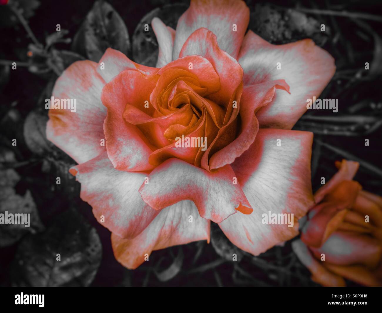 Orange tinged rose - Smartphone Captured Stock Image