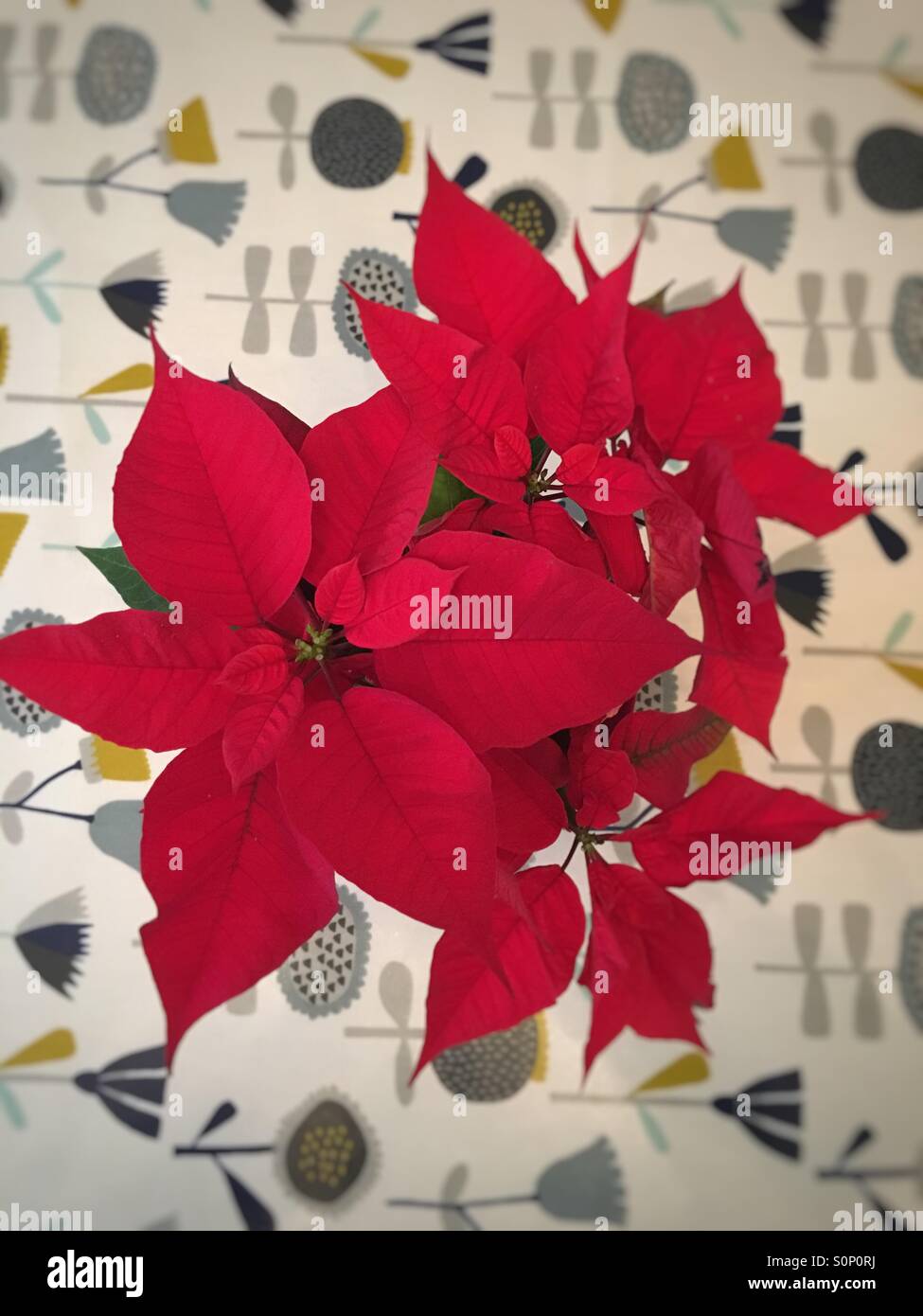 Red poinsettia flowers viewed from above - Smartphone Captured Stock Image