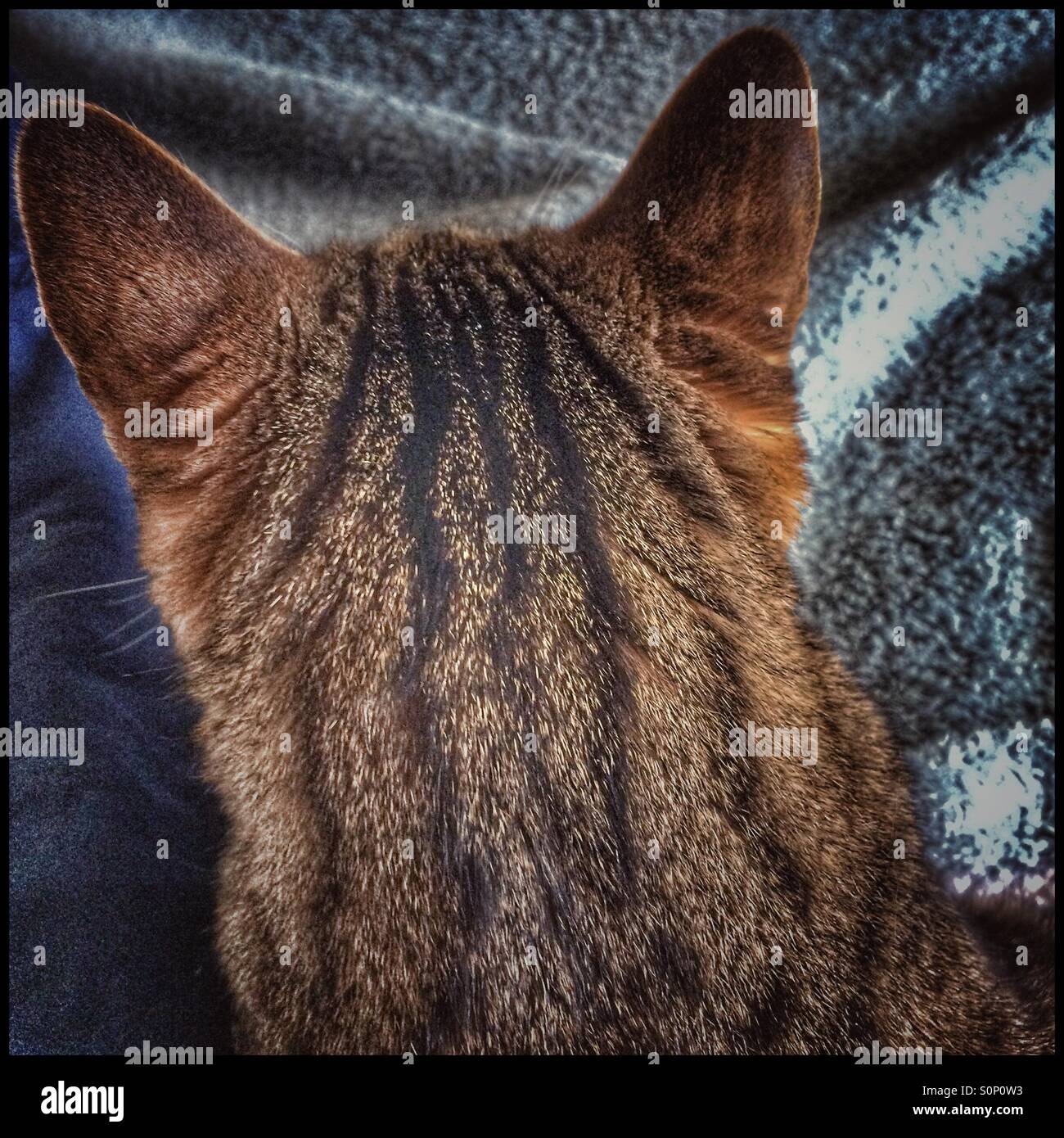 Back of cat's head Stock Photo Alamy