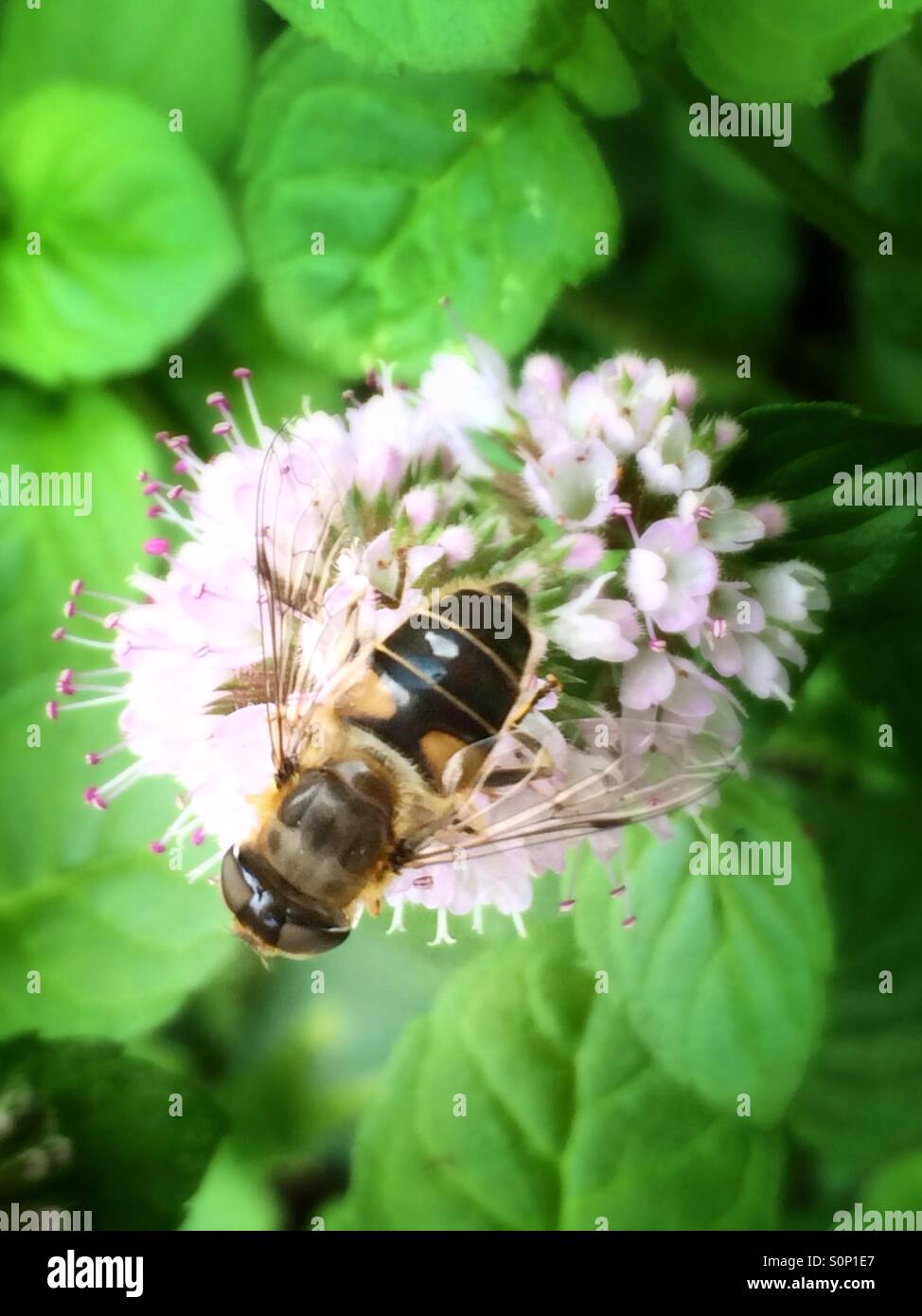 Bee on mint flower Stock Photo