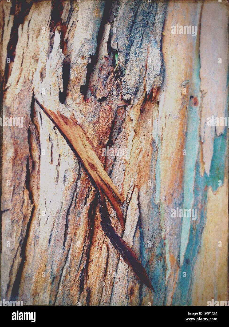 Bark on a eucalyptus tree in Australia Stock Photo
