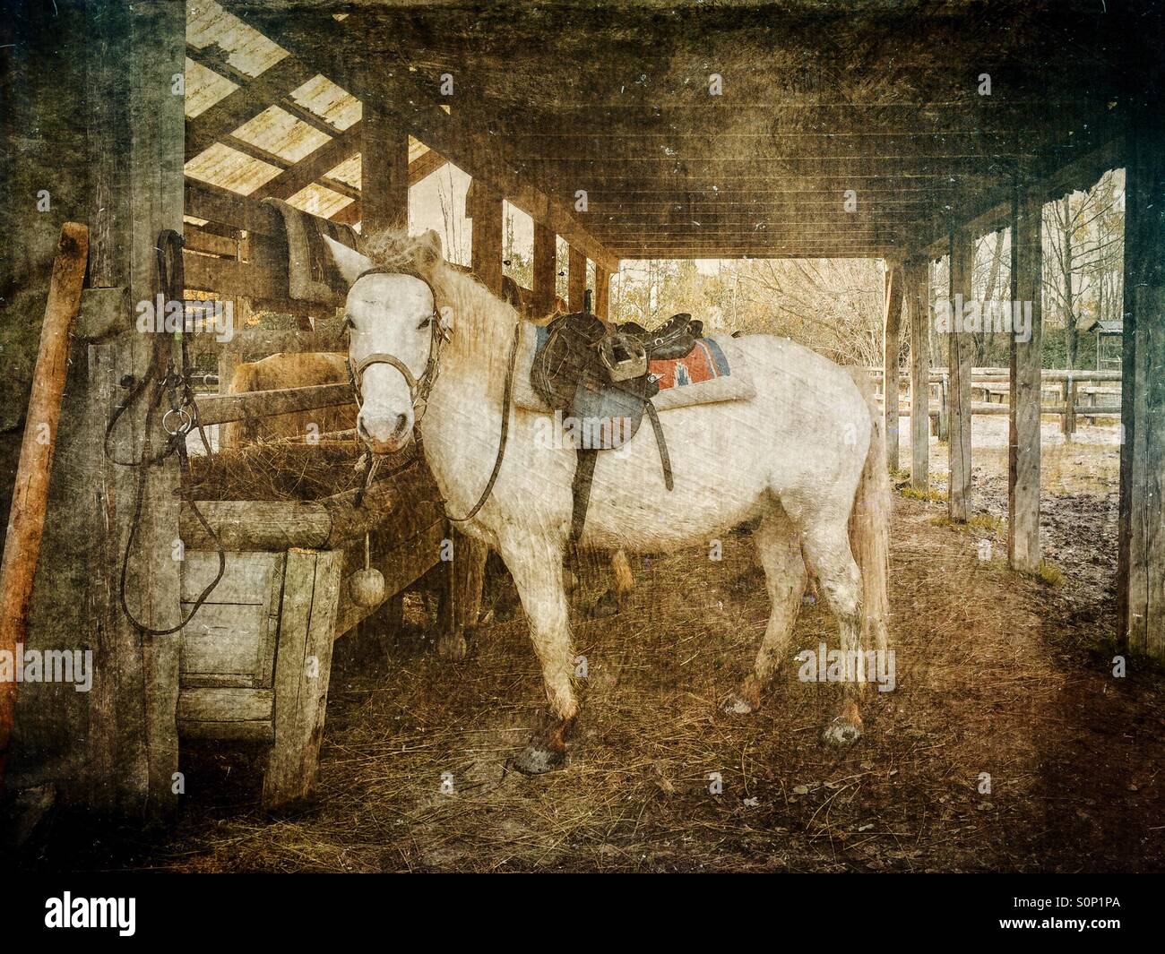 White Camargue horse with saddle - Smartphone Captured Stock Image