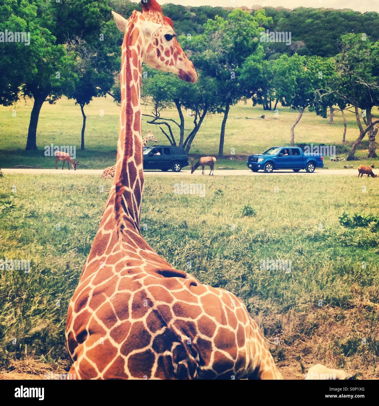 Giraffe in Texas Stock Photo Alamy