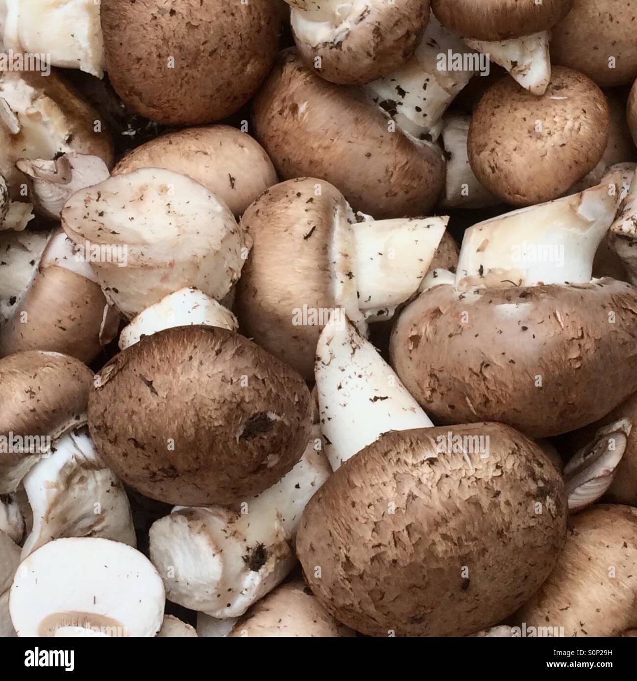 Cremini mushroons hires stock photography and images Alamy