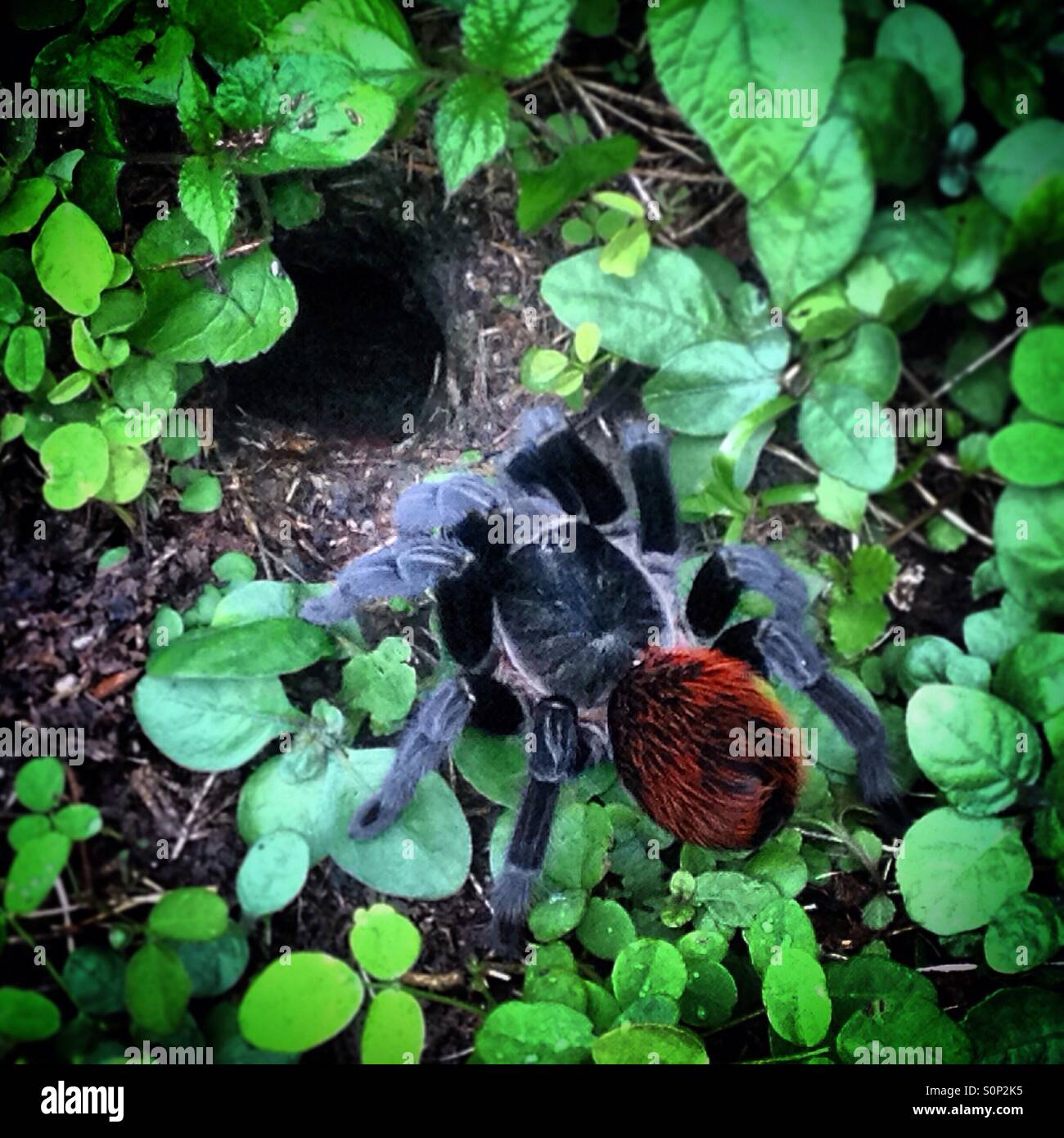 A big spider near her nest in Ceibal Mayan ruins in Peten, Guatemala - Smartphone Captured Stock Image