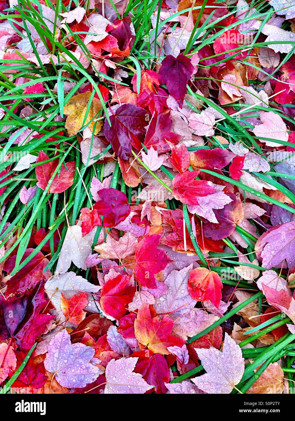 Fallen maple leaves amongst blades of grass Stock Photo Alamy