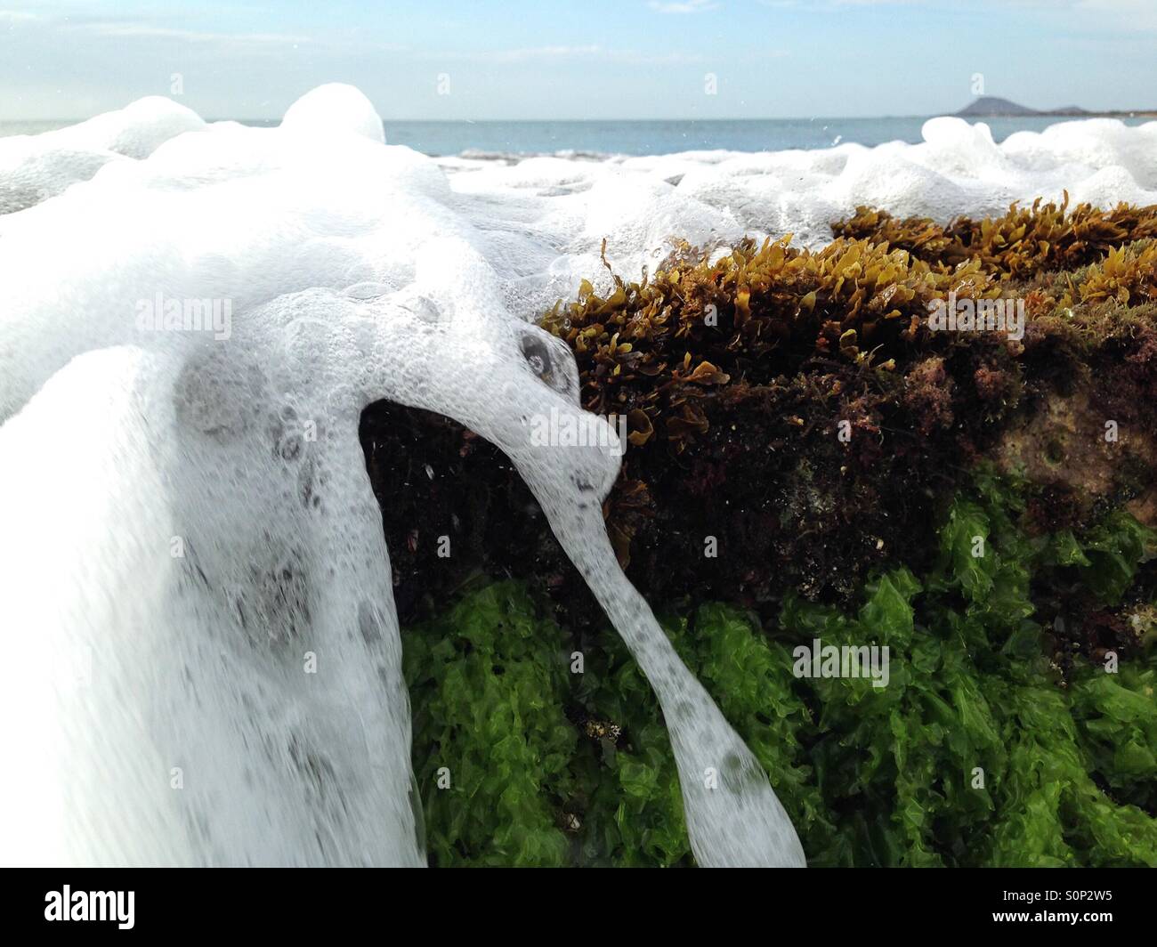 Waves coming in over green and brown seaweed algae close up - Smartphone Captured Stock Image