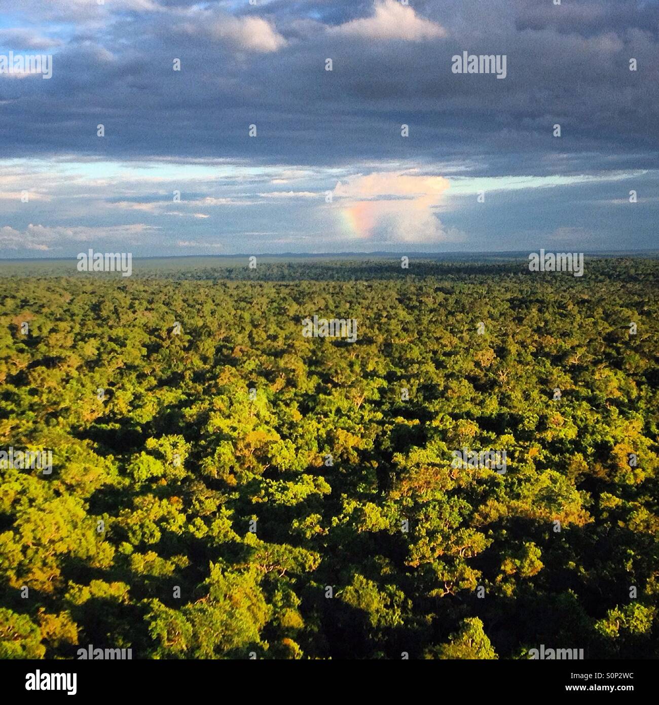 A storm over the jungle seen from the Danta pyramid in the Mayan city of Mirador, Peten, Guatemala Stock Photo