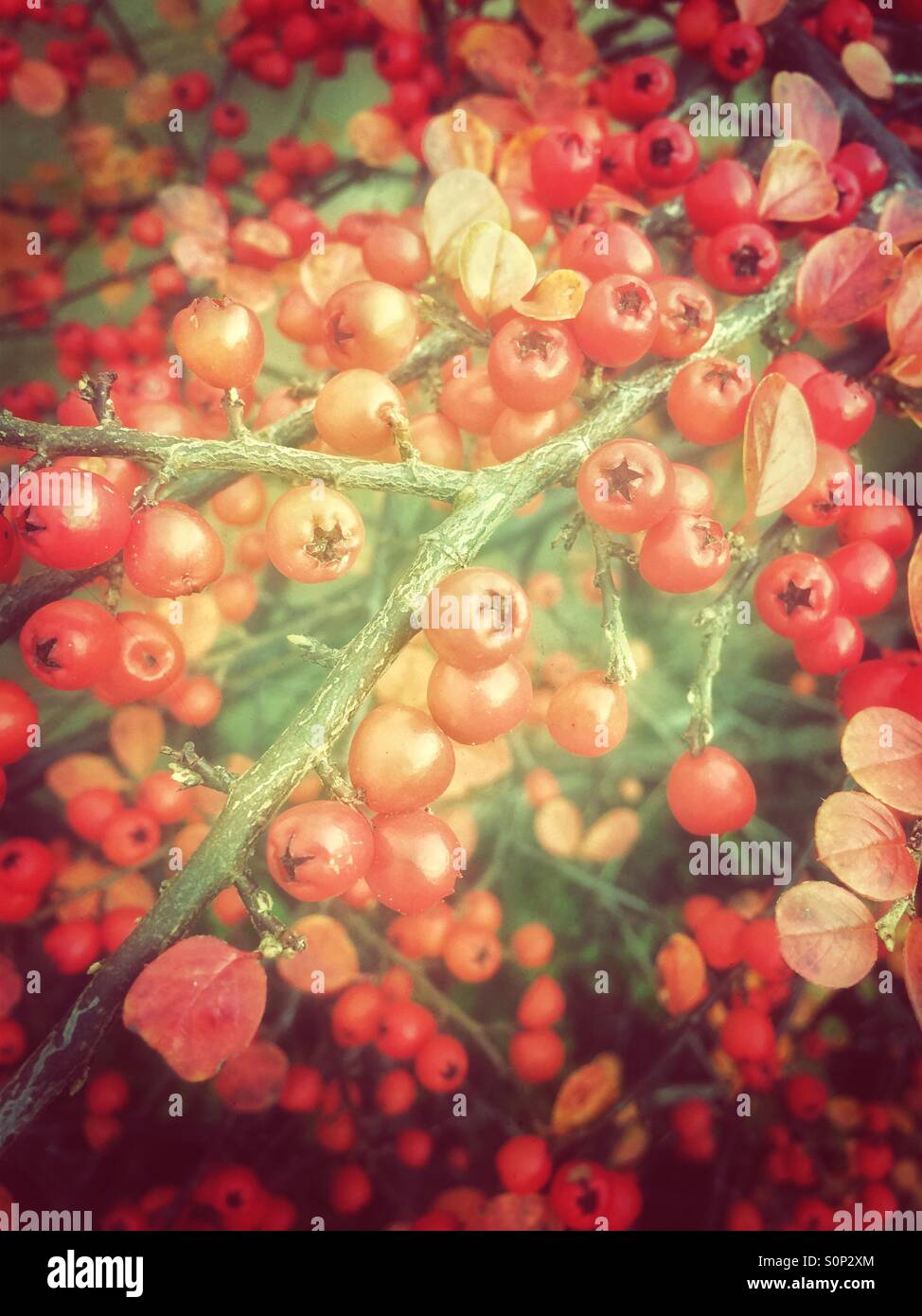 Bright red winter berries on Cotoneaster shrub. Stock Photo