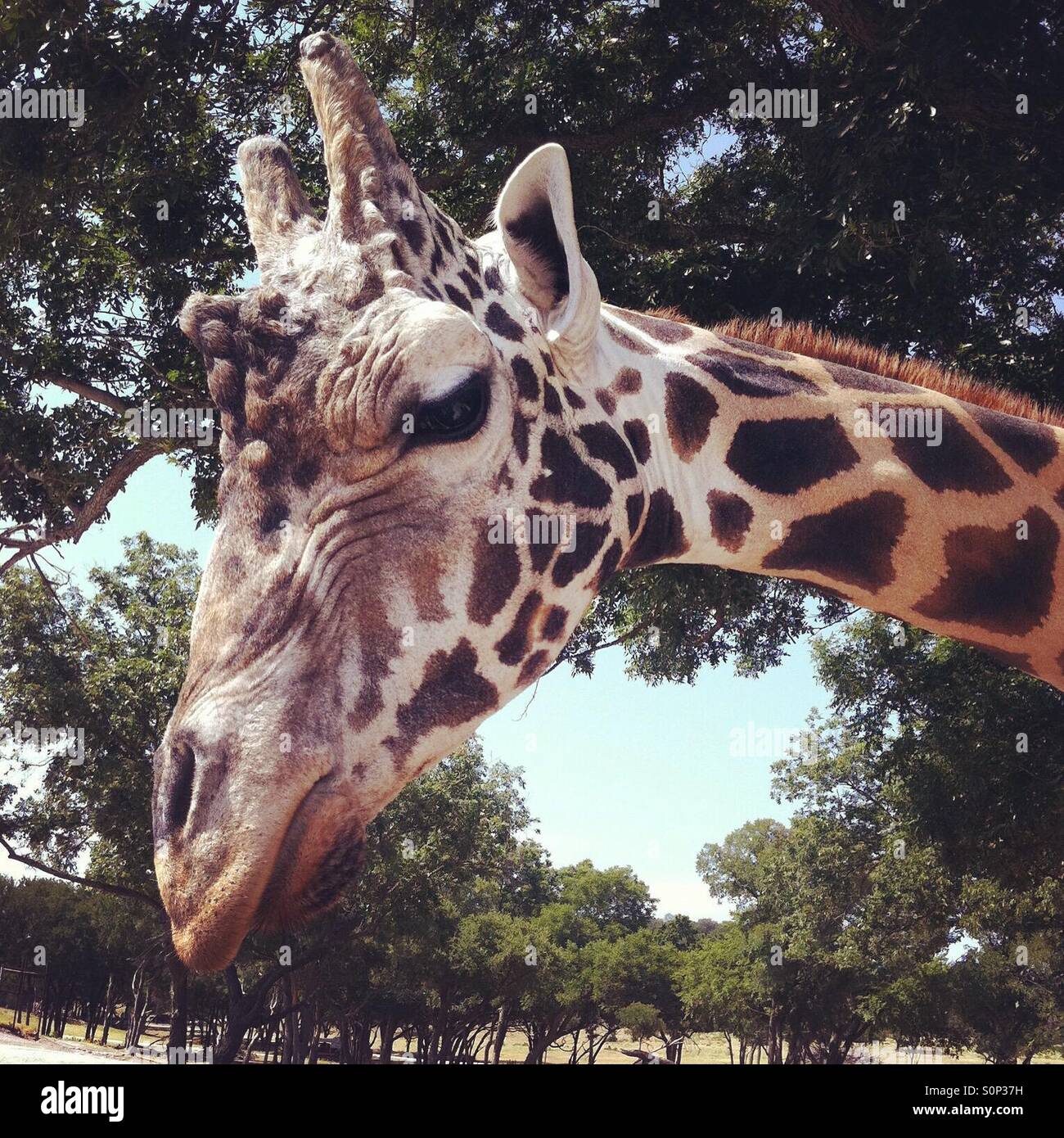 Up close & personal with a giraffe Stock Photo