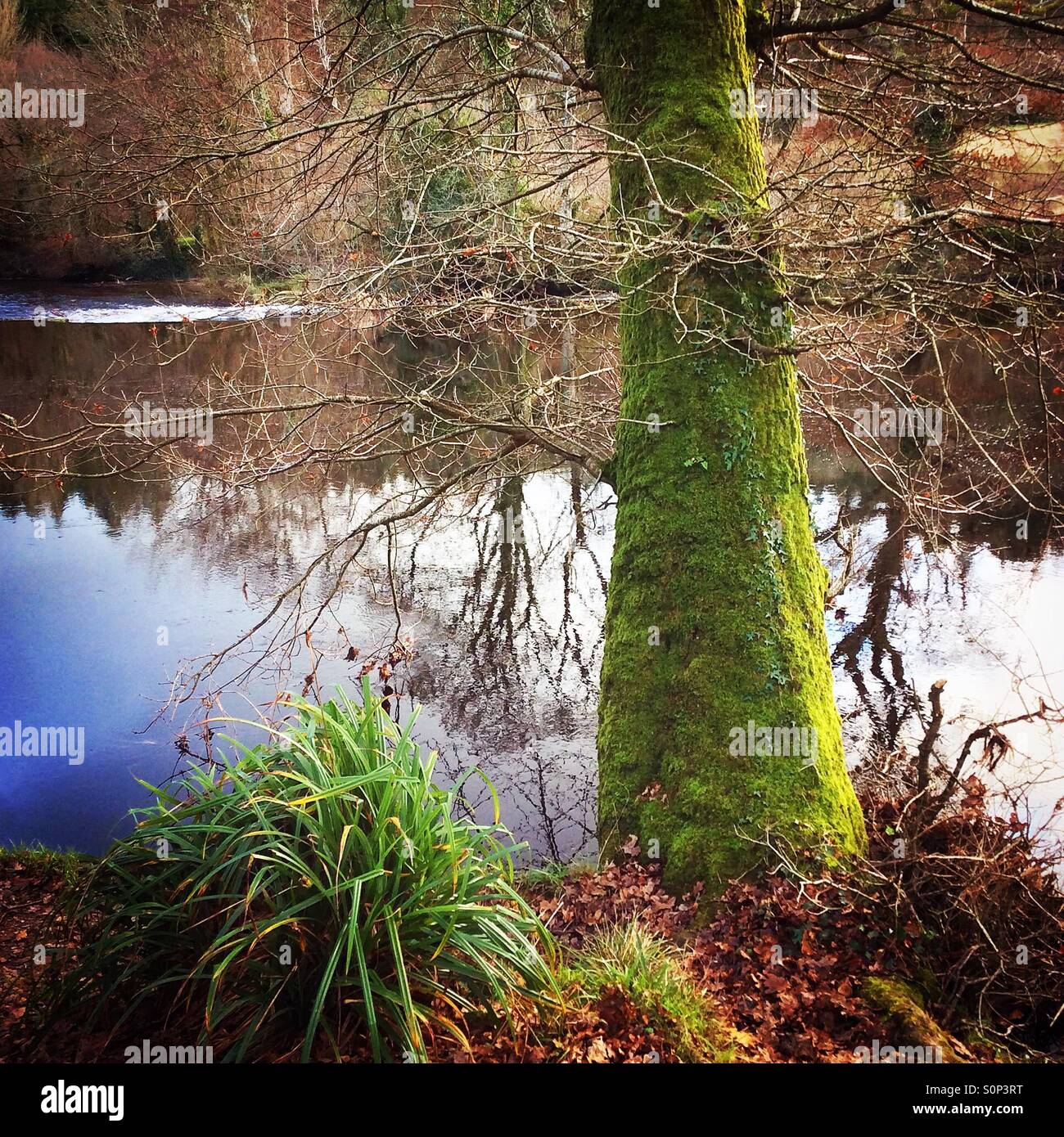 Tree by a river Stock Photo - Alamy