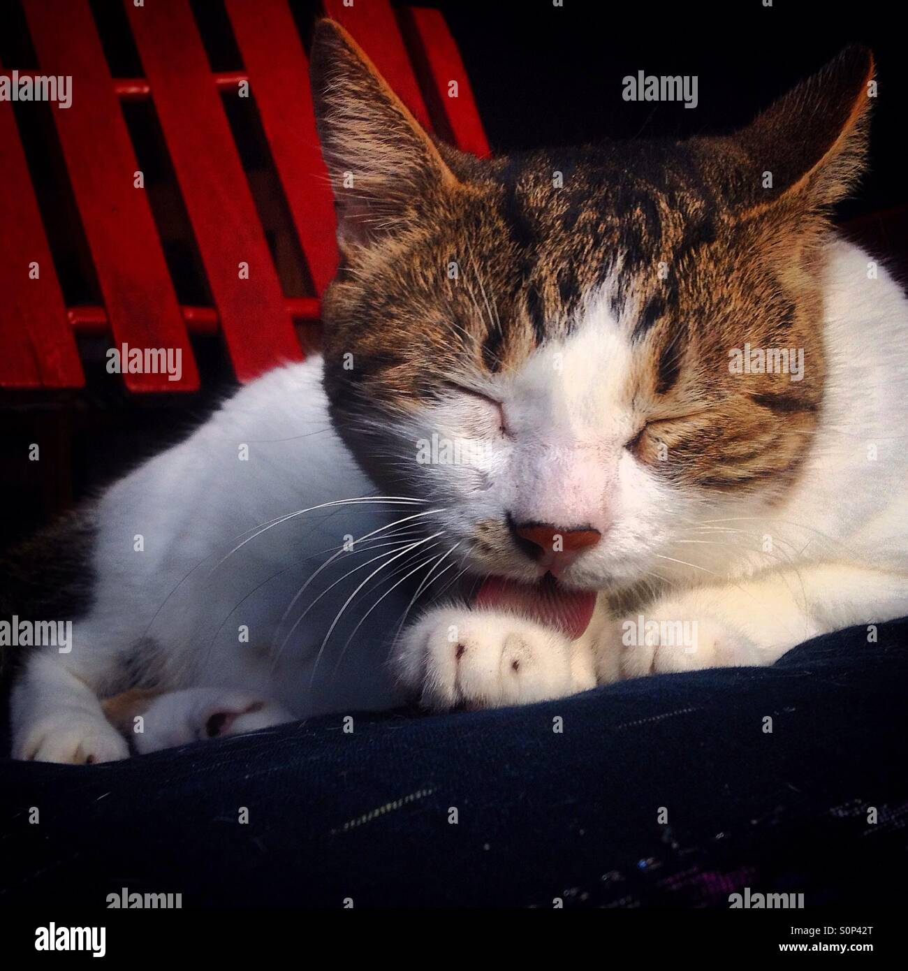 Licking leg hires stock photography and images Alamy