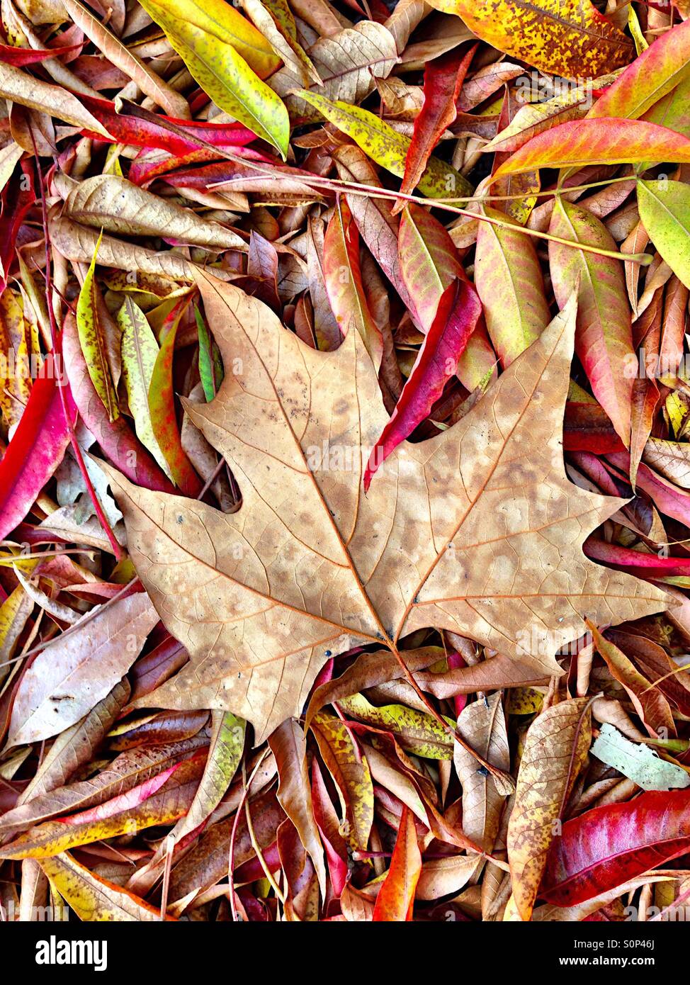Dry,leaves that have fallen - Smartphone Captured Stock Image