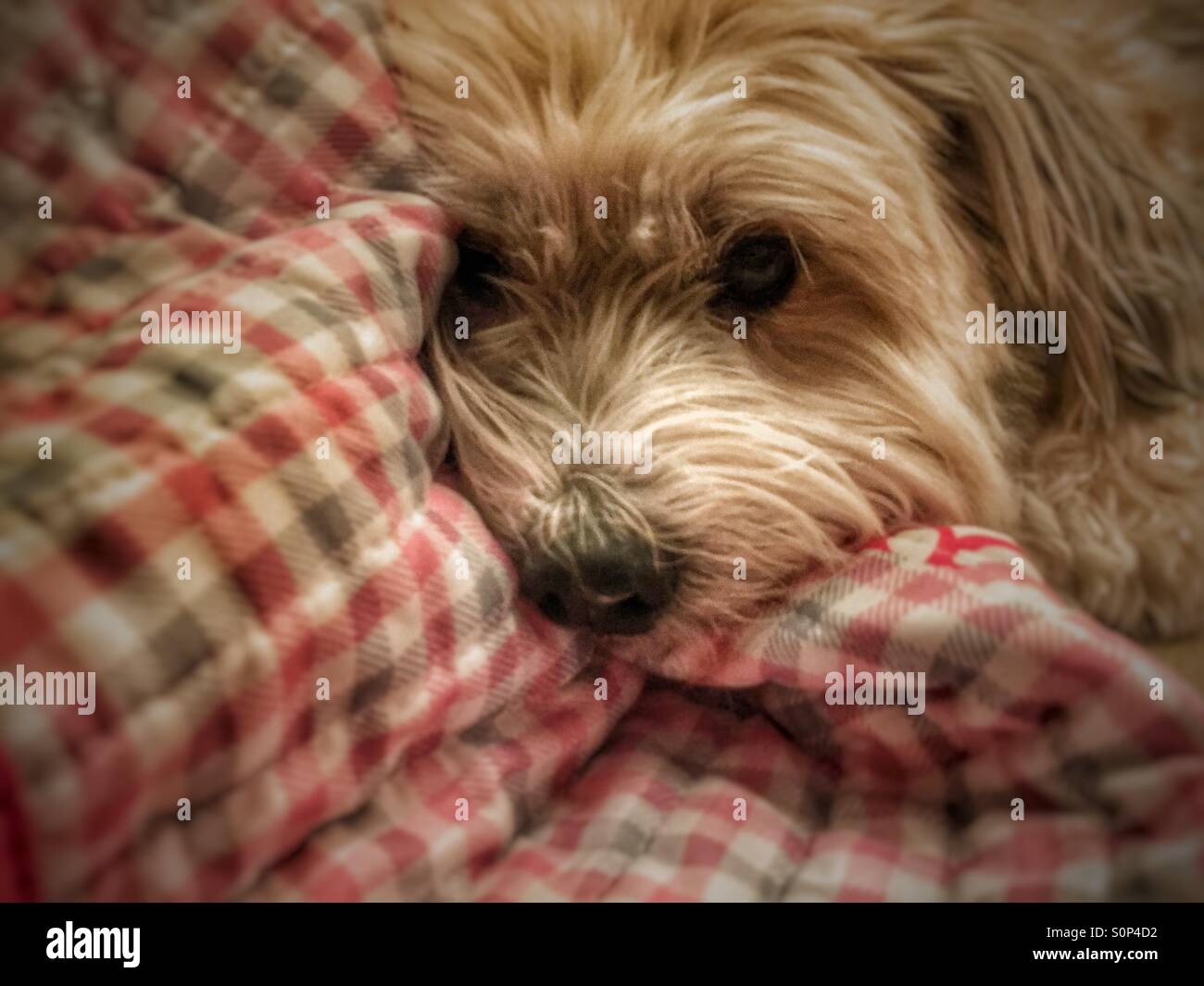 Sam, the dog, is snuggled into a quilt Stock Photo Alamy