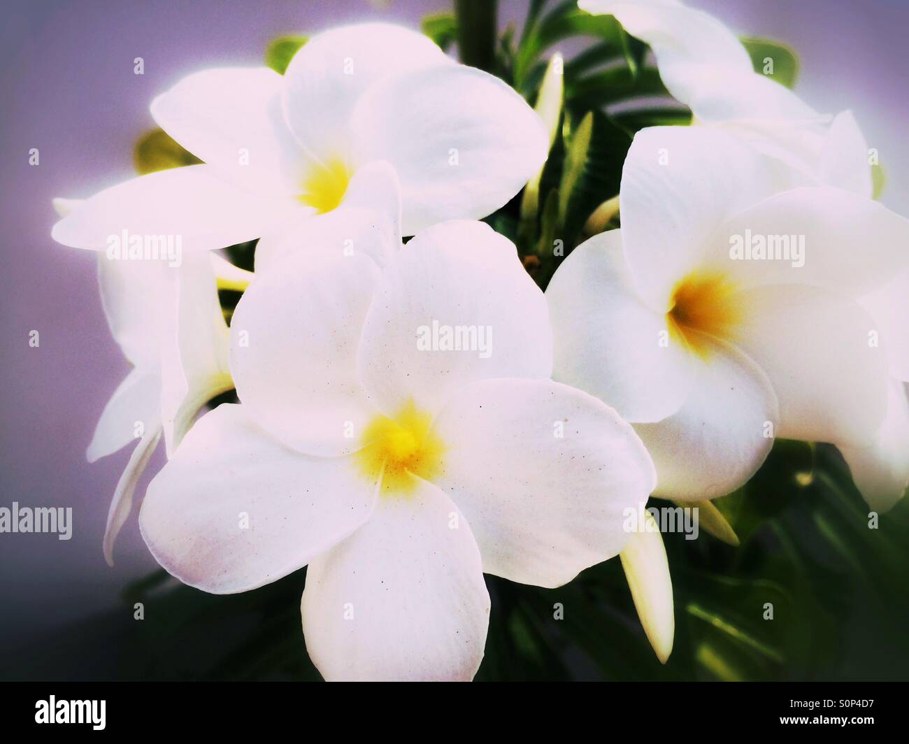 White tropical flowers Stock Photo Alamy