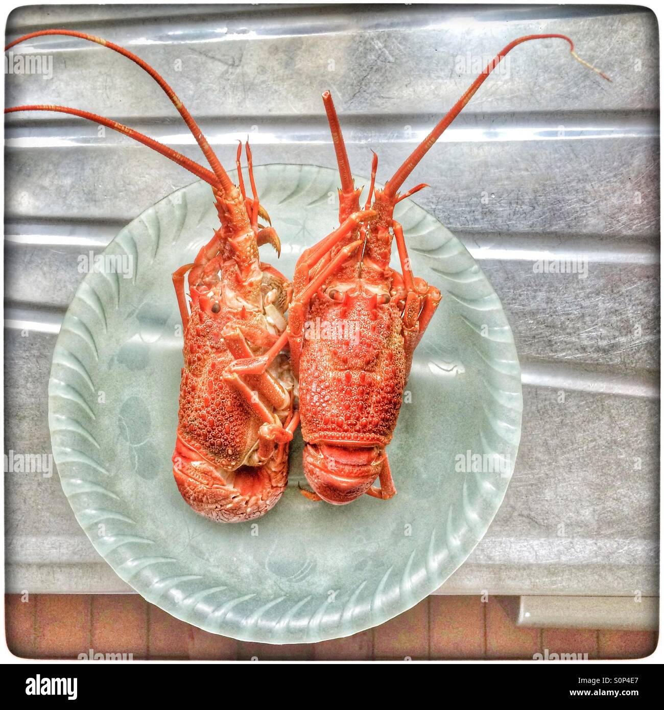 Red Rock Lobster High Resolution Stock Photography and Images Alamy