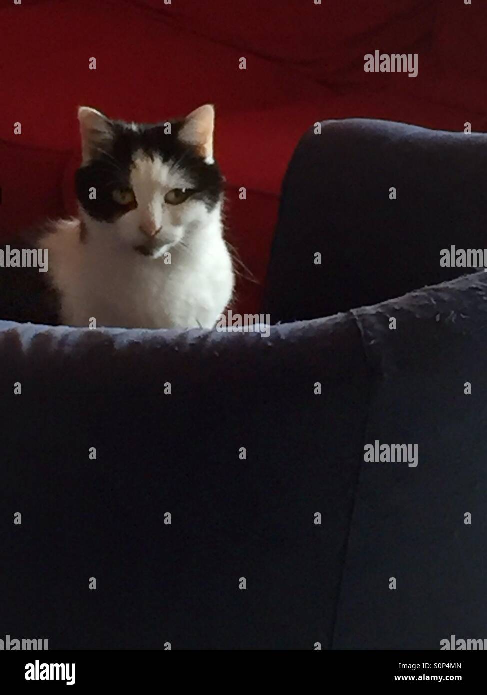 Cat sitting on a sofa looking to the camera. - Smartphone Captured Stock Image
