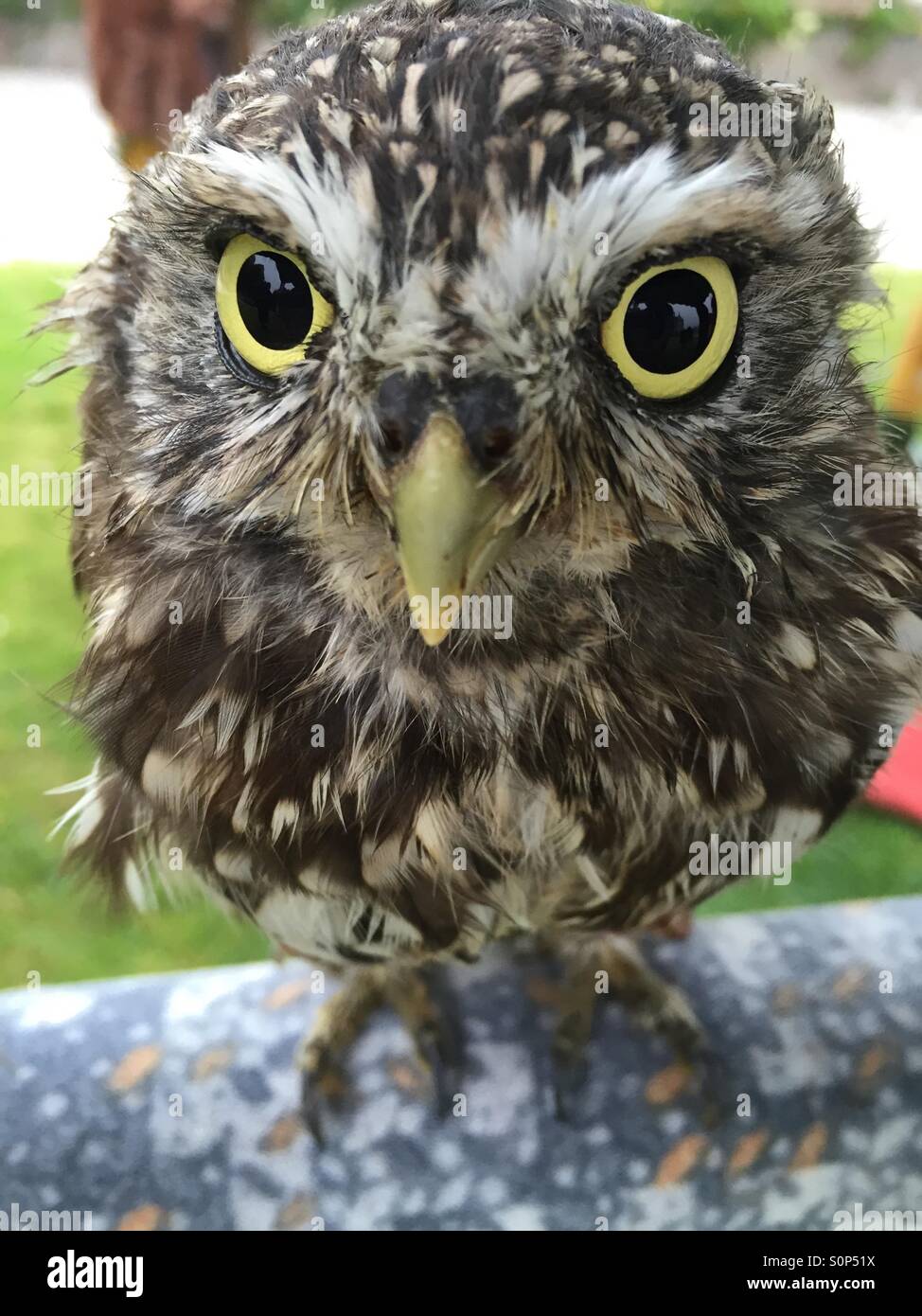 A Little Owl Stock Photo