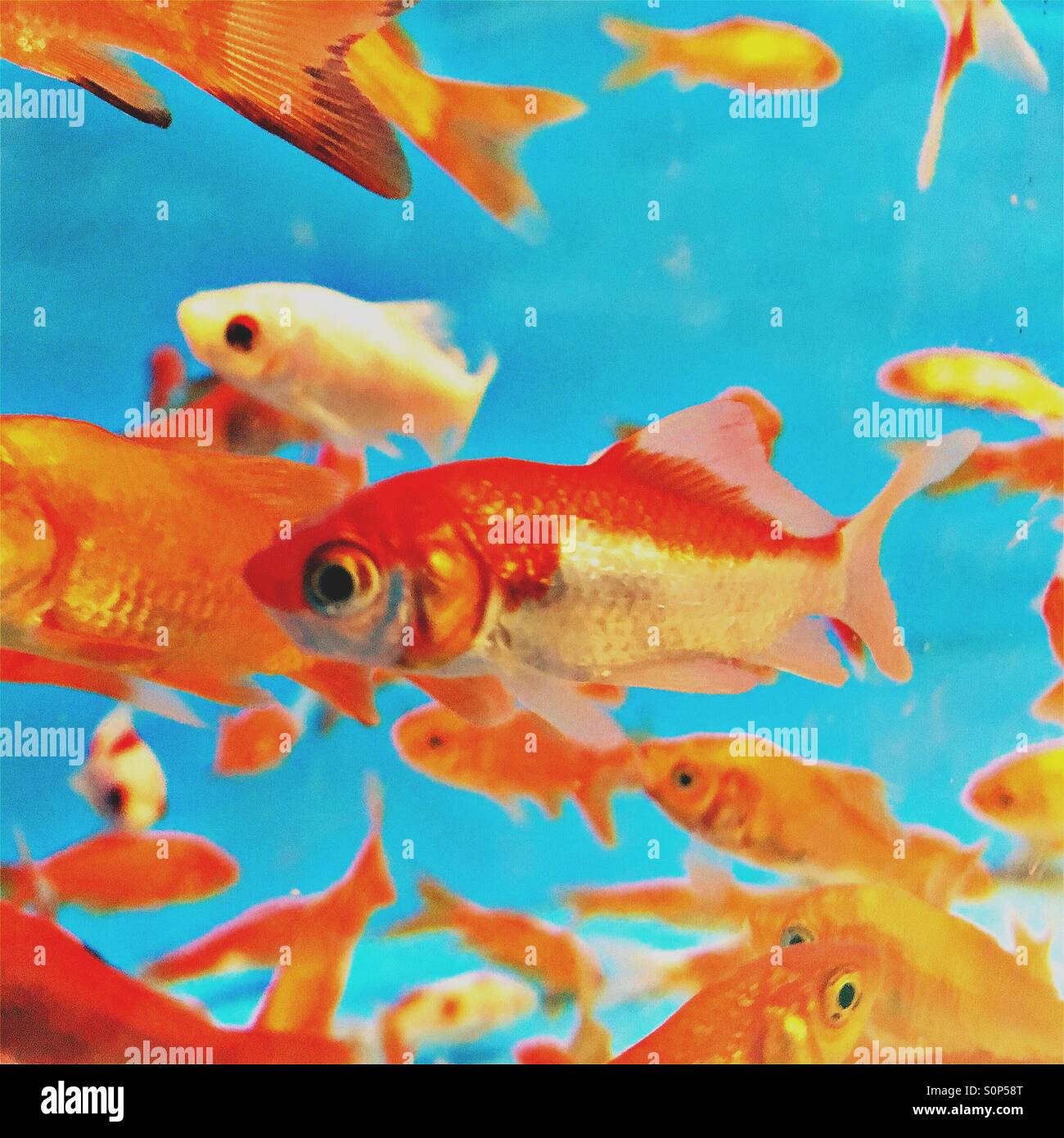 Goldfish hires stock photography and images Alamy