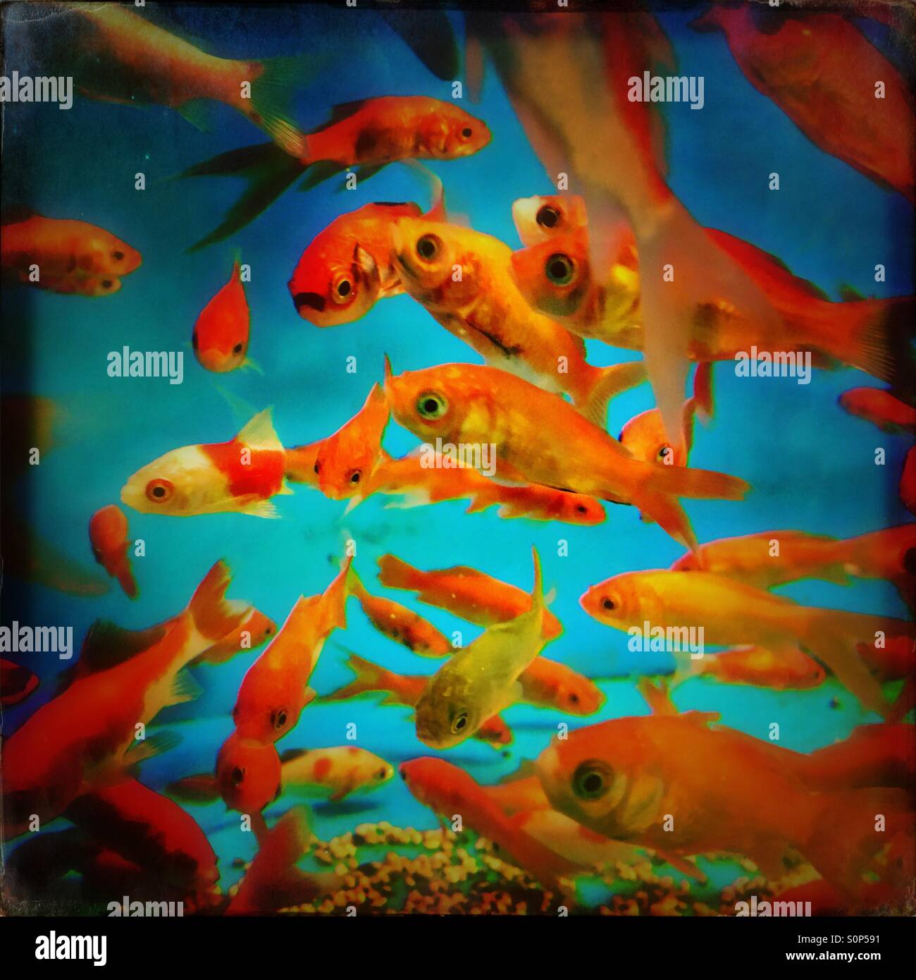 Goldfish pet store hires stock photography and images Alamy