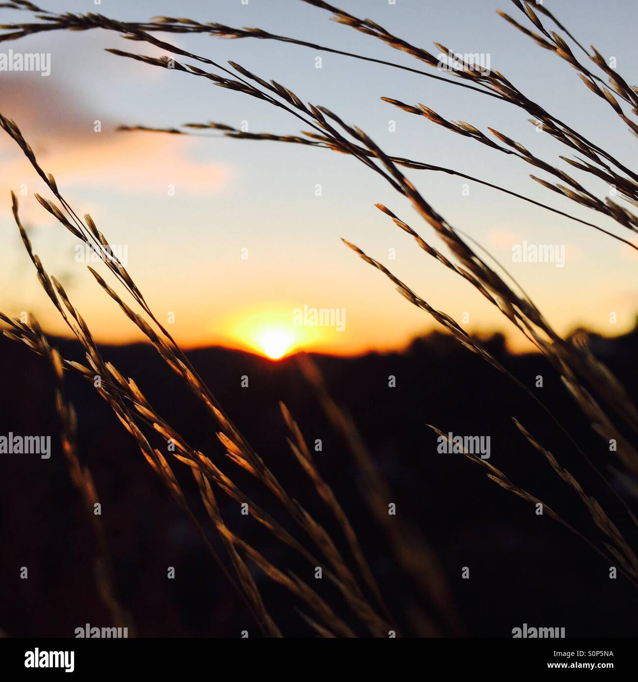 Sunset at Collserola Park, Barcelona. Spain - Smartphone Captured Stock Image