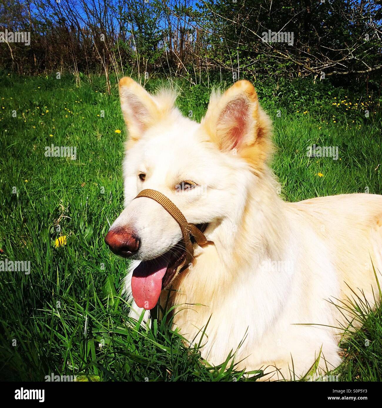 Dog in the grass Stock Photo - Alamy