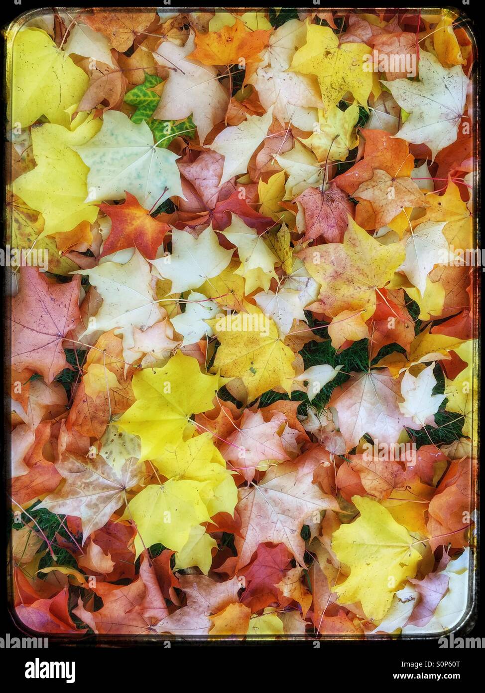 Autumn leaves have fallen in an arbitrary pattern and are lying on the ground. An October scene from the Northern Hemisphere. Photo Credit - © COLIN HOSKINS. - Smartphone Captured Stock Image