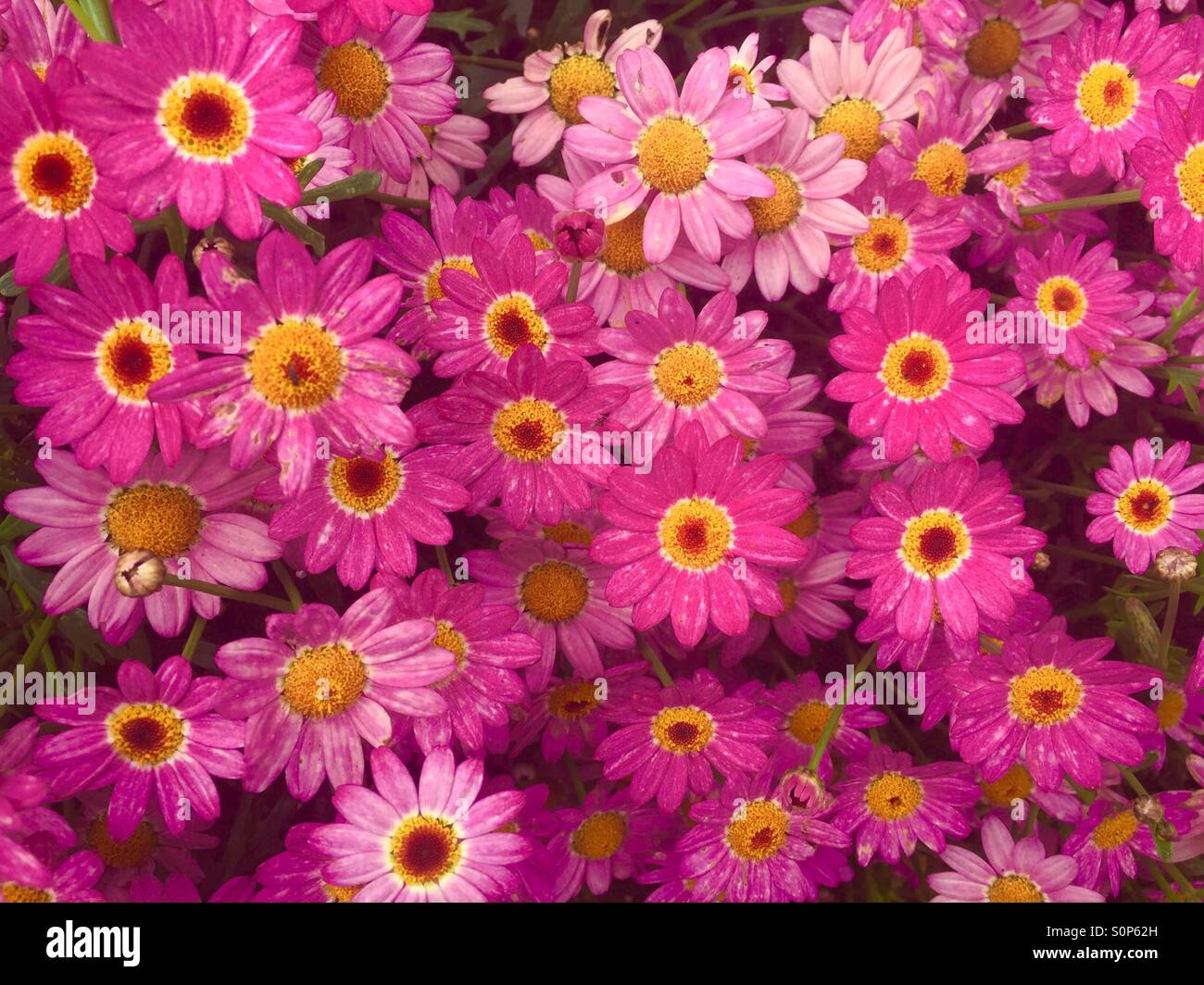 pink daisy Stock Photo