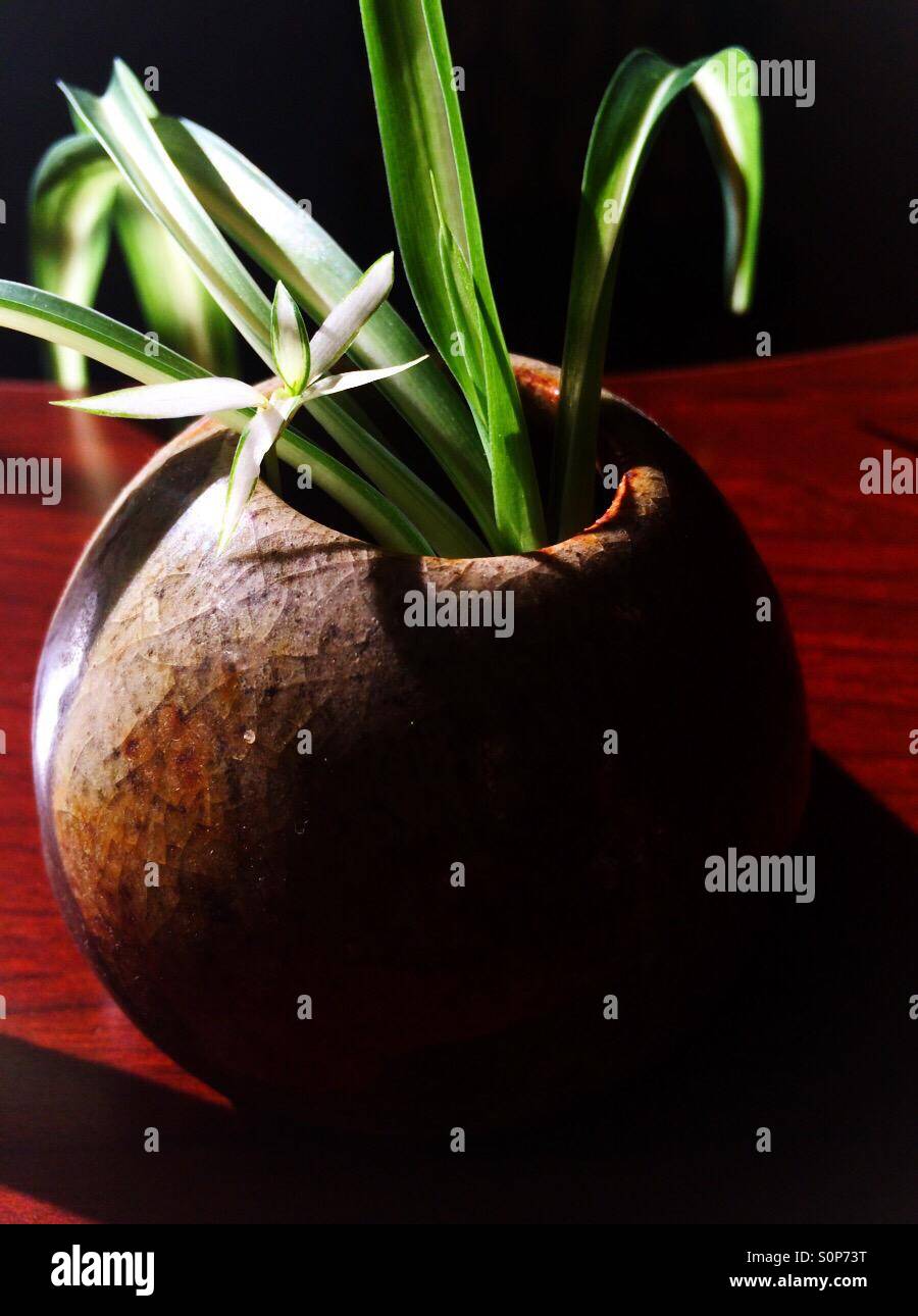 Spider plant in ceramic pot Stock Photo Alamy