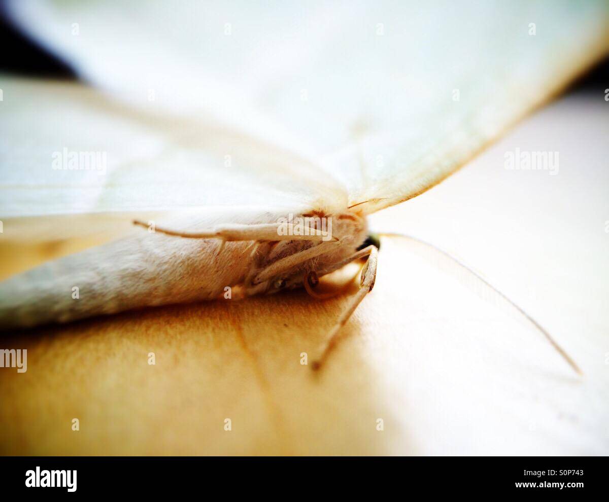 Micro photo of a moth on maple wood floor Stock Photo